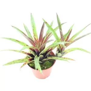 Vriesea lubbersi