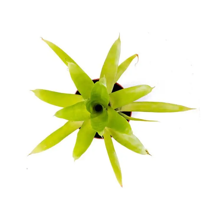 Vriesea ‘Carinata’ galerij