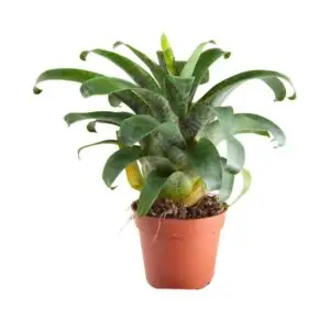 Vriesea racinae