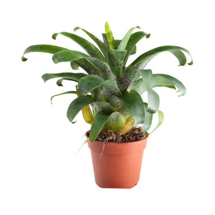Vriesea racinae