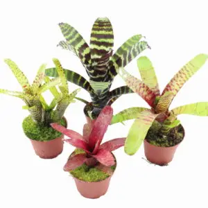 Bromelien