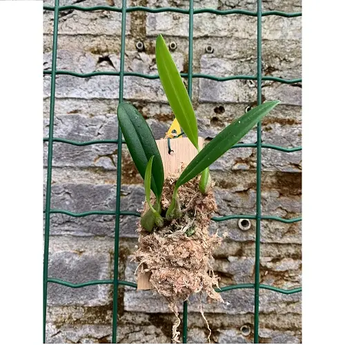 Bulbophyllum saltatorium galerij