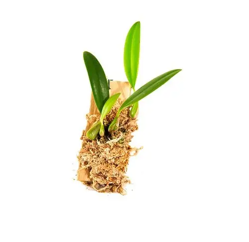 Bulbophyllum saltatorium