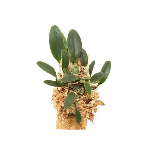 Dendrobium jenkinsii x lindleyi