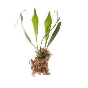 Dendrochilum compactum