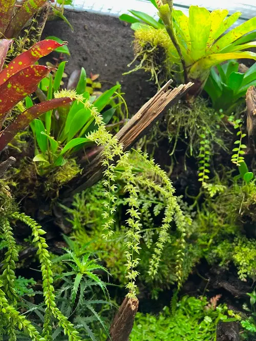 Dendrochilum compactum galerij