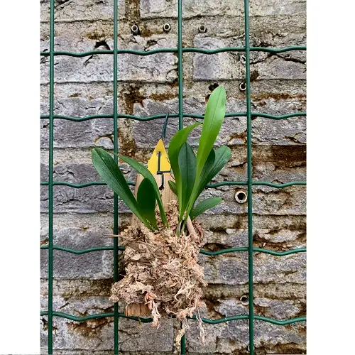 Pleurothallis costaricensis "Big" galerij