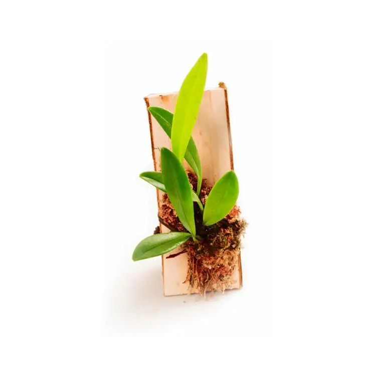 Pleurothallis tripterantha galerij