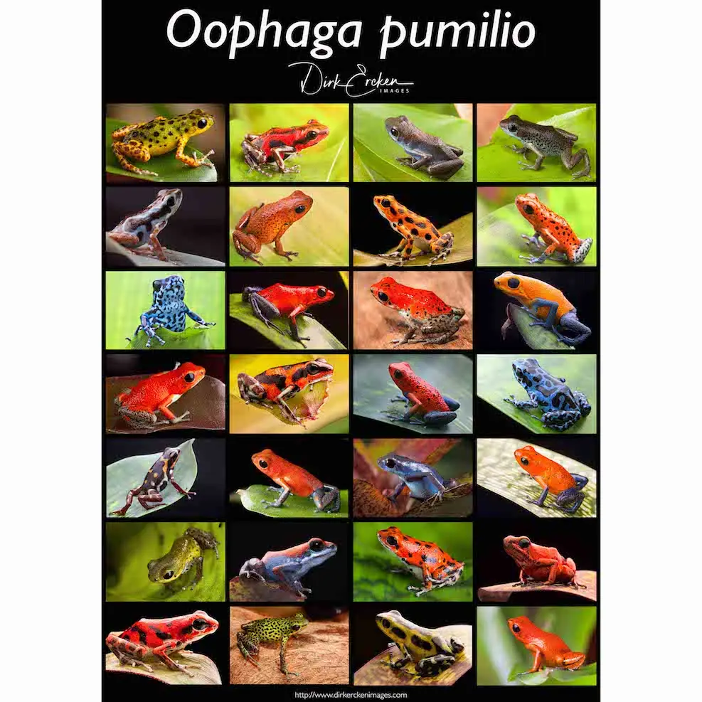 Oophaga pumilio Poster