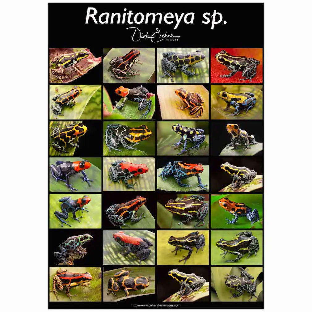Ranitomeya sp. Poster