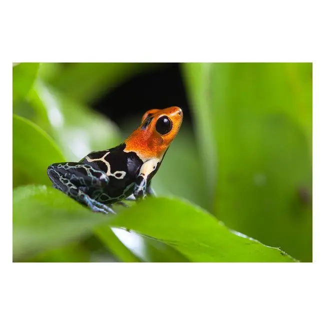 Ranitomeya fantastica ”Caynarachi“ galerij