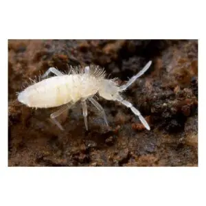 Tropische Springschwänze Collembola 1 Liter