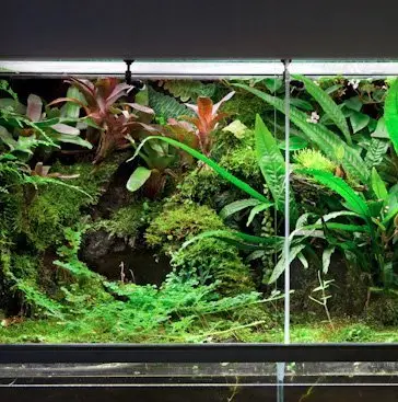 Terrarienpflanzen Komplettset mittel galerij