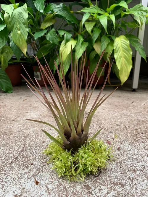 Tillandsia melanocrater tricolor galerij