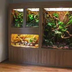 Terrarienwand-klein-250x250