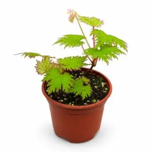 Begonia lyallii masoalensis mit gezähnten Blättern und rotem Blattrand