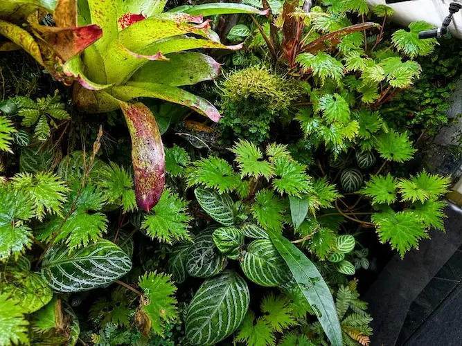 Begonia lyallii 'masoalensis' galerij