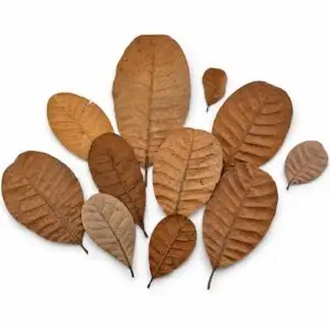 cashewleaves