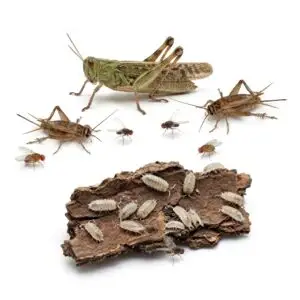 Futterinsekten