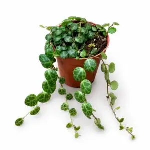 Peperomia prostrata