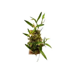 Dinema polybulbon