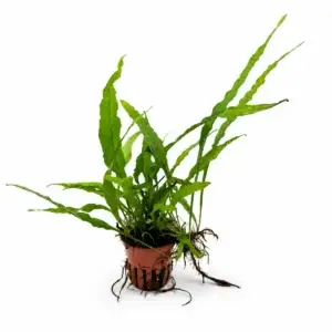 Microsorum pteropus narrow