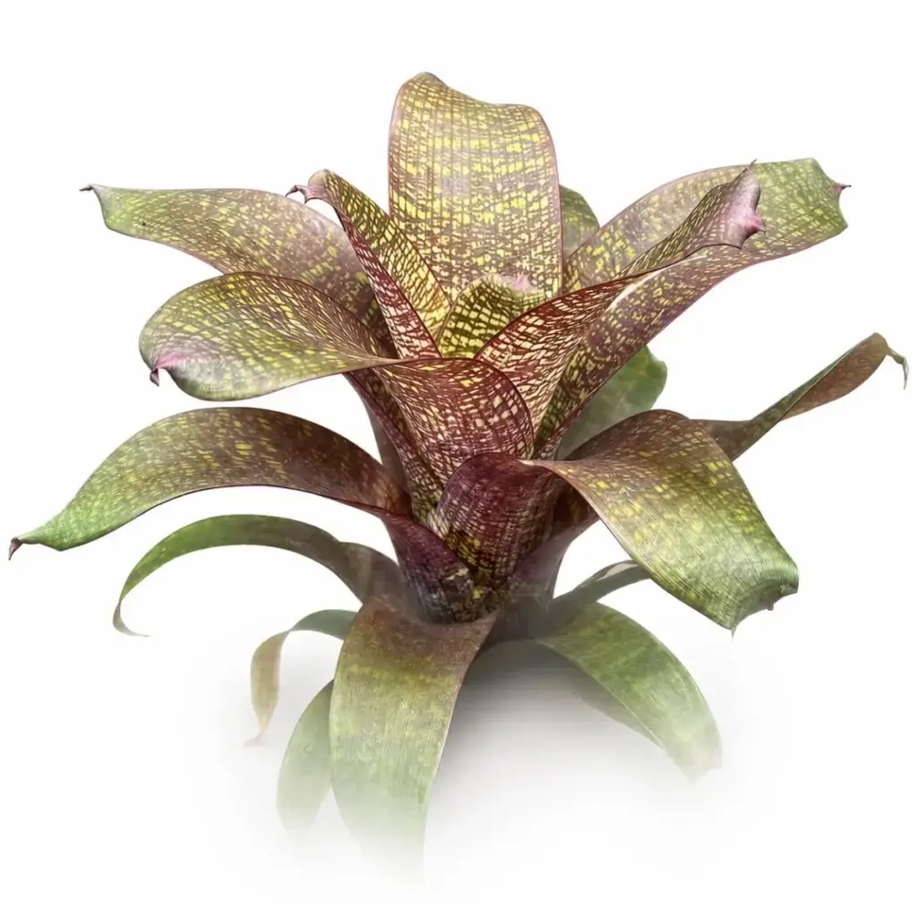 Vriesea fosteriana var. Seideliana (‘Red Chestnut’)