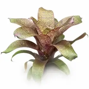 Vriesea fosteriana