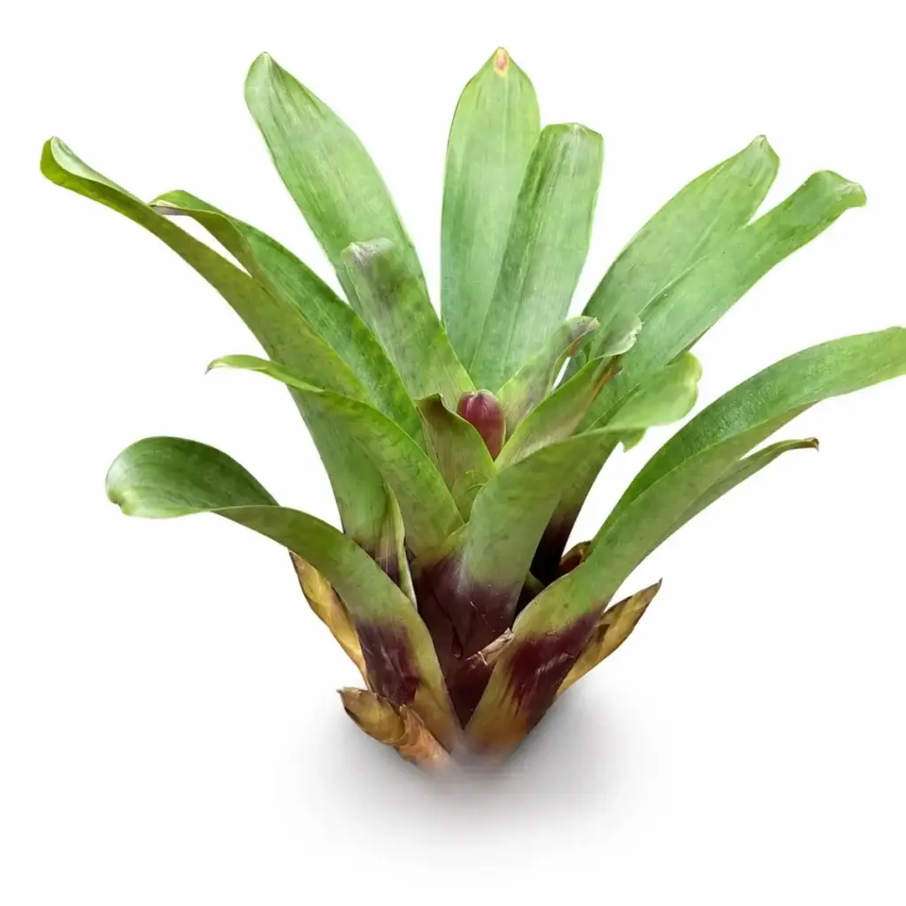 Vriesea rubyae