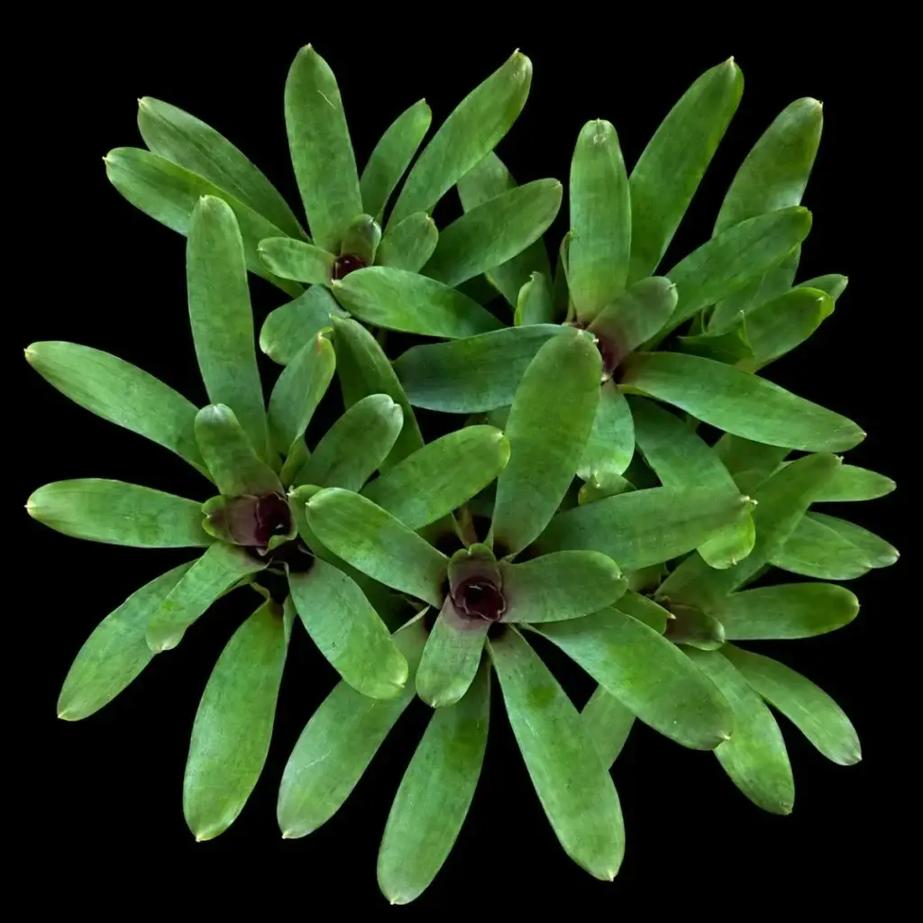 Vriesea rubyae galerij