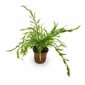 Bolbitis heudelotii Kongofarn