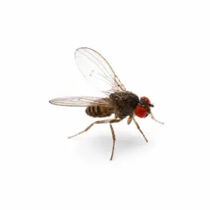 Drosophila hydei