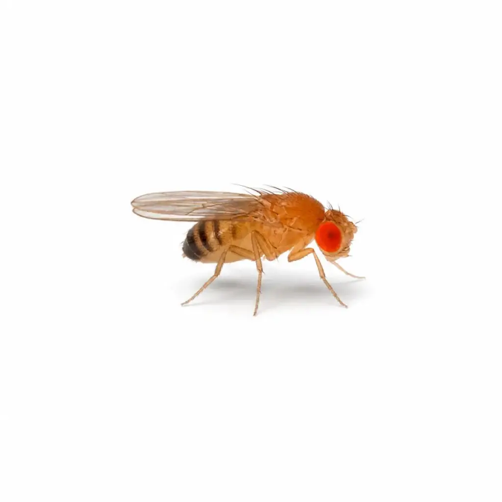 Kleine Fruchtfliege Drosophila melanogaster flugunfähig 500 ml